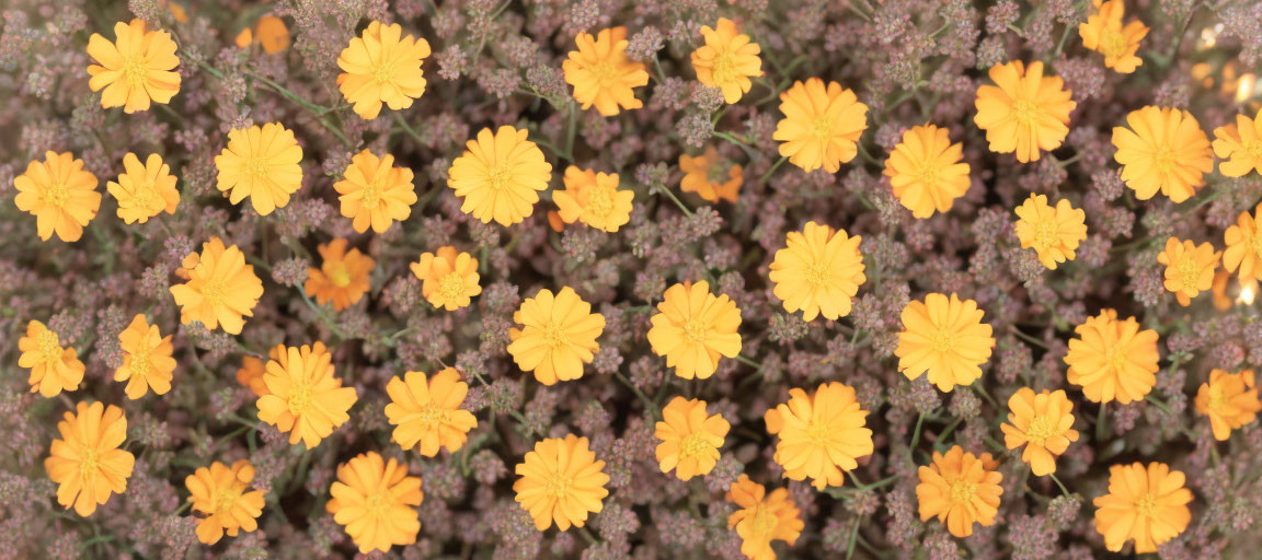 Cluster of Small Yellow Flowers with Layered Petals and Greenish-Brown Foliage Top View