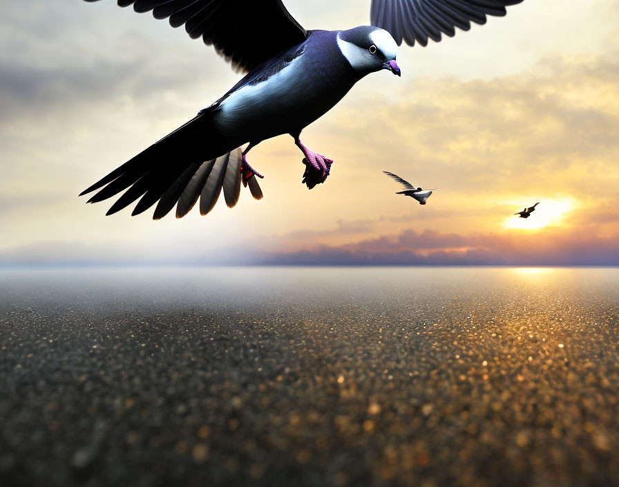 Close-up of pigeon flying with distant birds against sunset sky and glistening surface