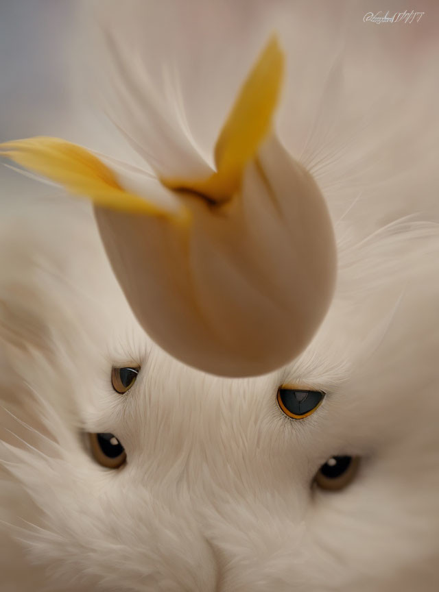 White fluffy cat with yellow bird feather and captivating eyes