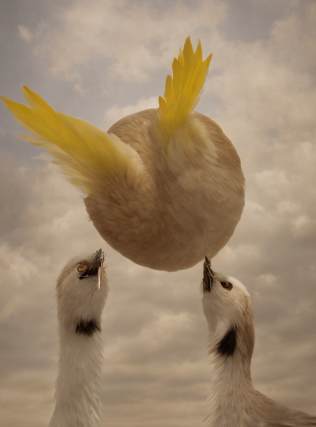 Two white birds observing large round floating object with yellow feathers.