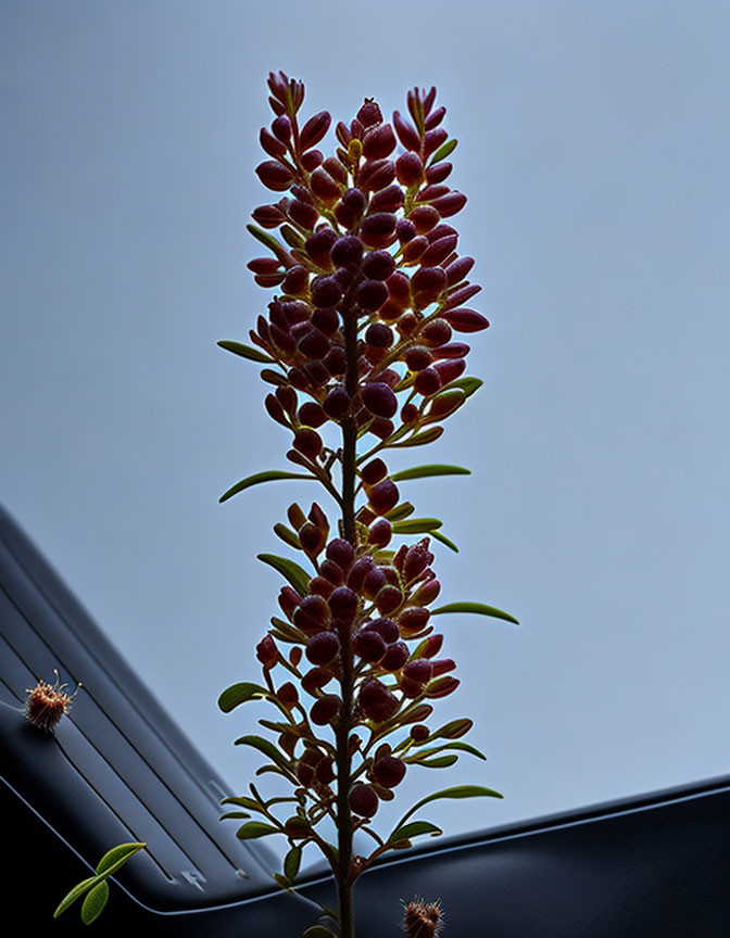 Purple-red flower stalk against clear sky with architectural framing.