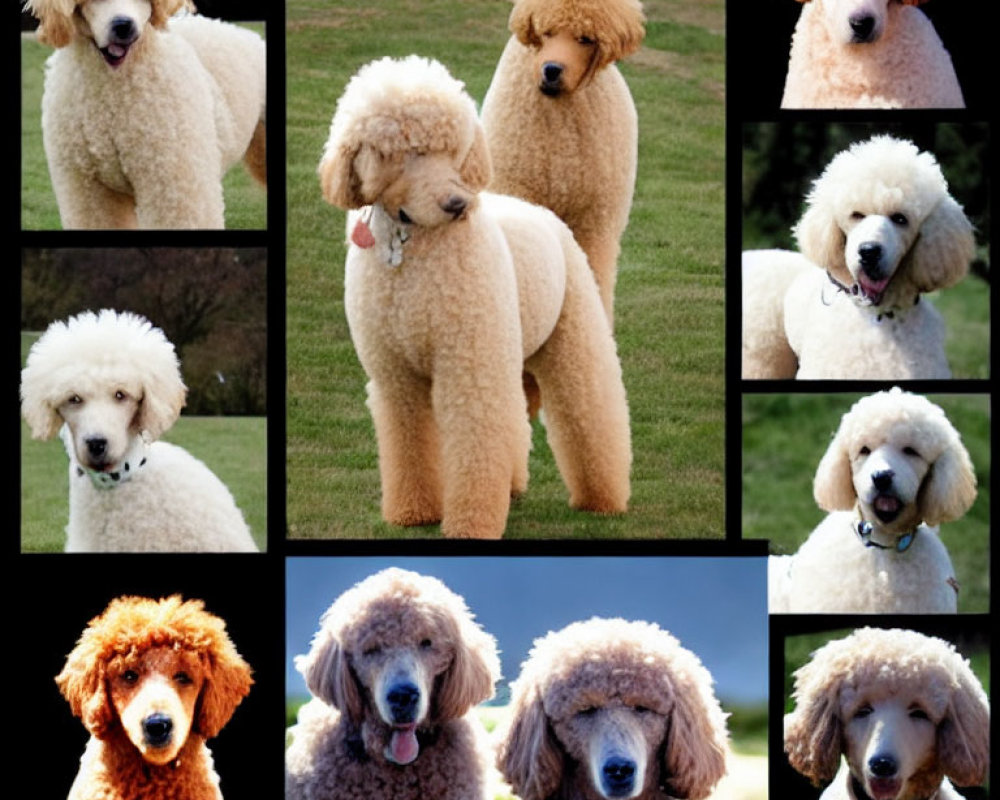 Collage of Nine Poodles in Various Poses with Fluffy Coats