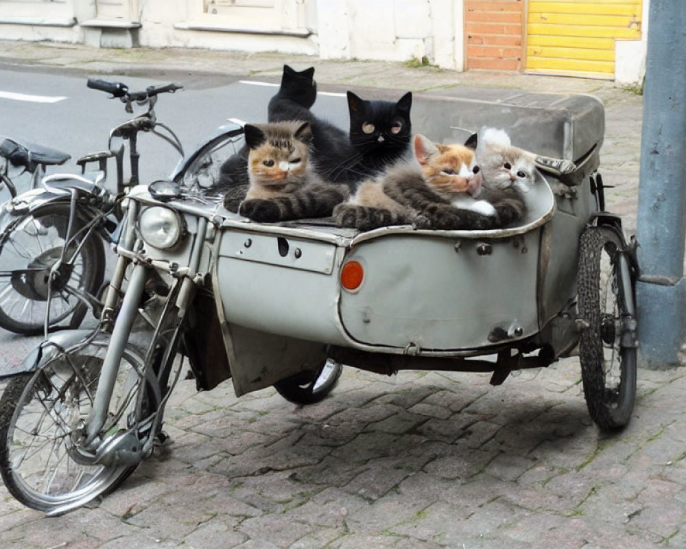 Four Cats Sitting in Vintage Motorcycle Sidecar on City Street