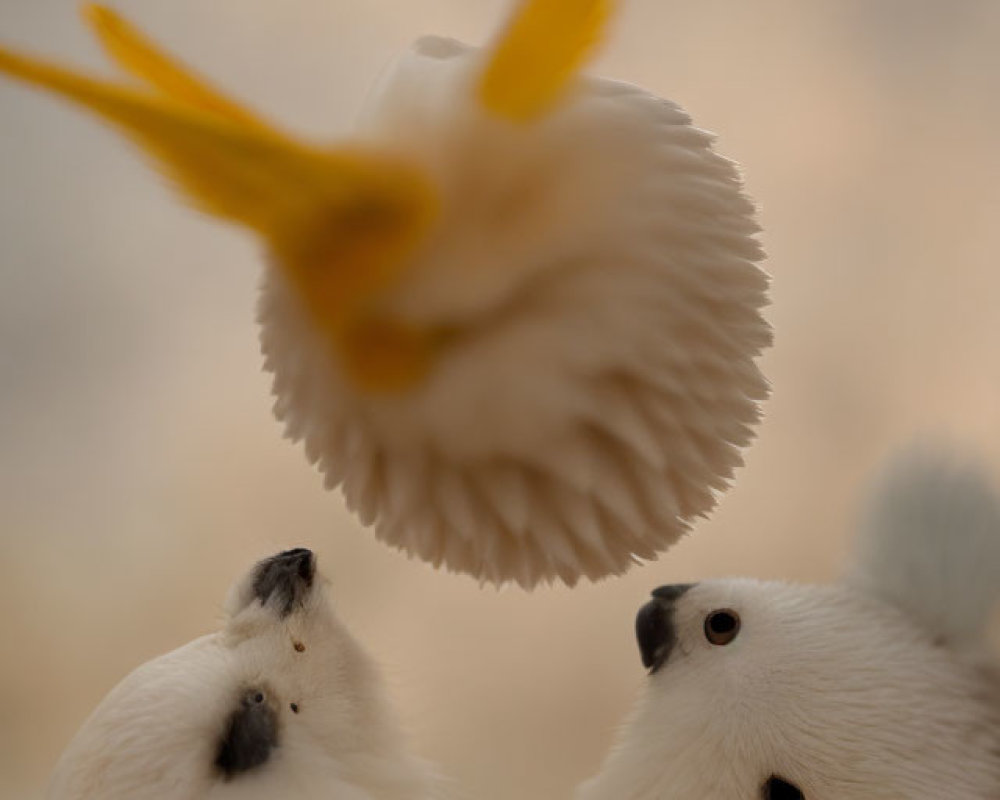 Three White Birds in Flight Against Soft-focus Background