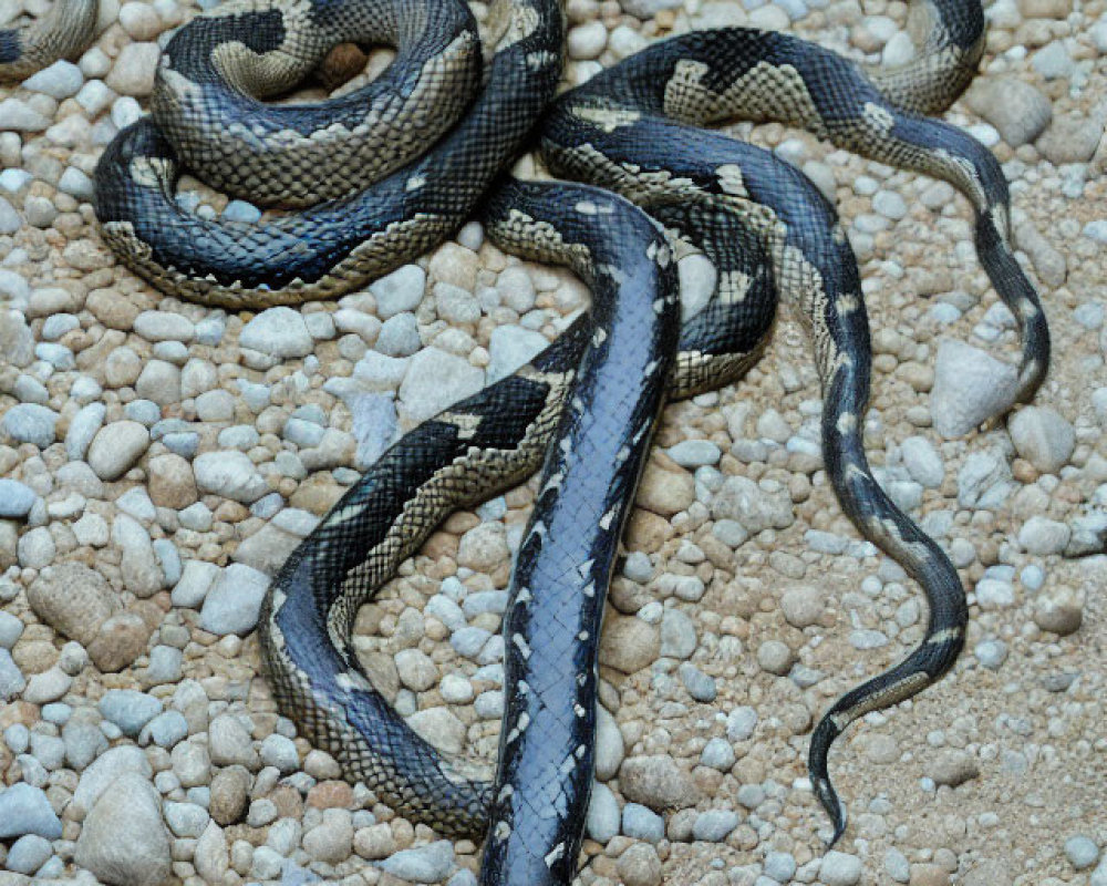 Coiled Snake with Dark and Light Patterns on Pebbles