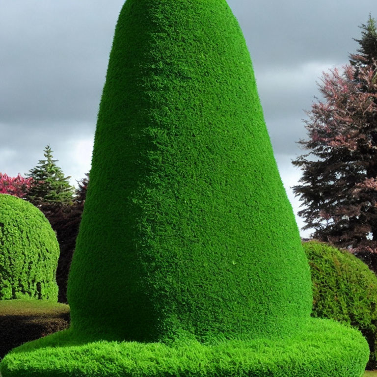 Green cone-shaped shrub in topiary garden under cloudy sky