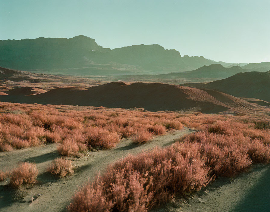 Tranquil desert landscape with winding dirt track