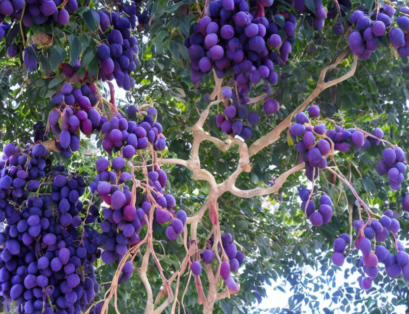 Ripening Purple Grapes on Vine with Green Leaves