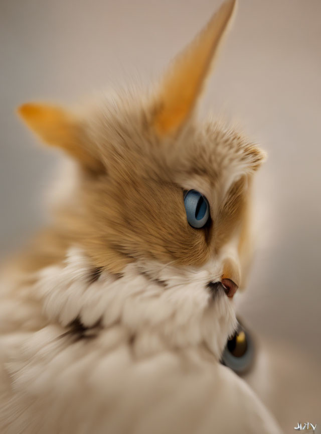 Fluffy Cat with Striking Blue Eyes Close-Up