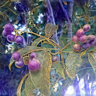 Ripening Purple Grapes on Vine with Green Leaves