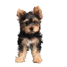 Fluffy black and tan puppy with expressive eyes on white background