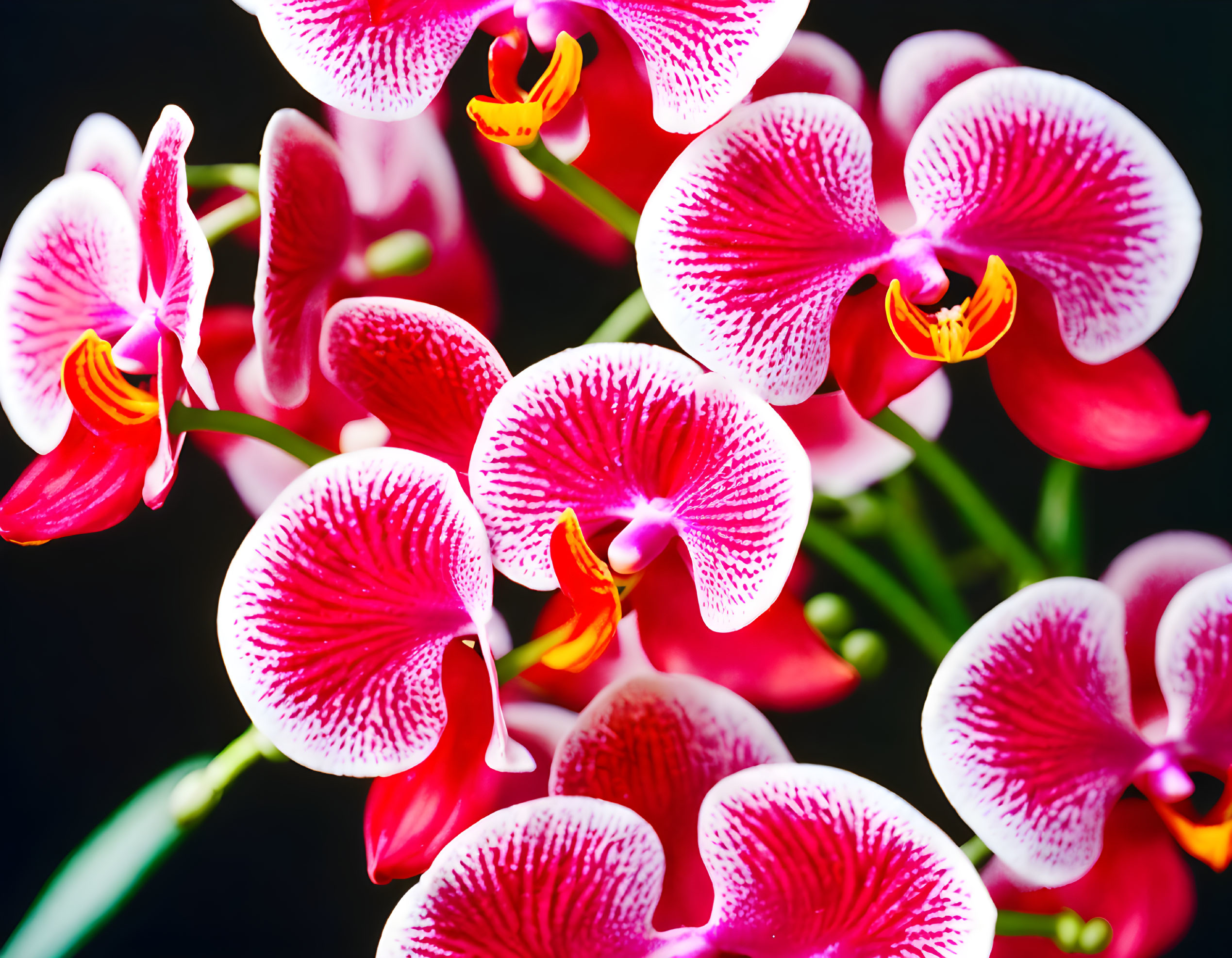 Vibrant pink orchids with white pattern and yellow centers on dark background