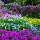 Colorful Garden with Pink and Yellow Flowers in Lush Green Foliage