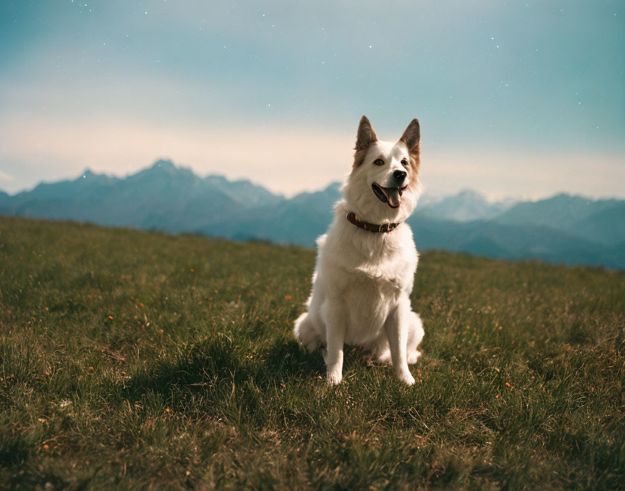 White Dog Sitting on Grass Hill with Mountain and Twilight Sky