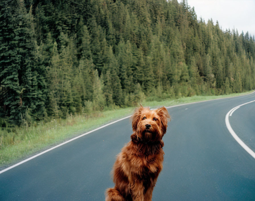 Dog and road