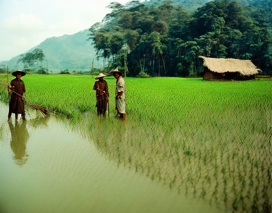 Three people in flooded rice field with thatched roof hut and mountains.