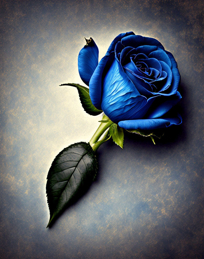 A dark blue rose