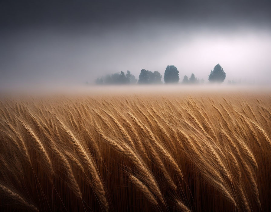 Tranquil golden wheat field under misty sky