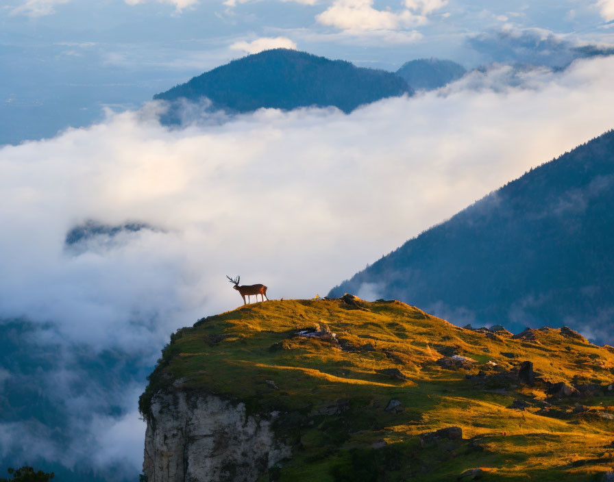 Deer on the mountainside