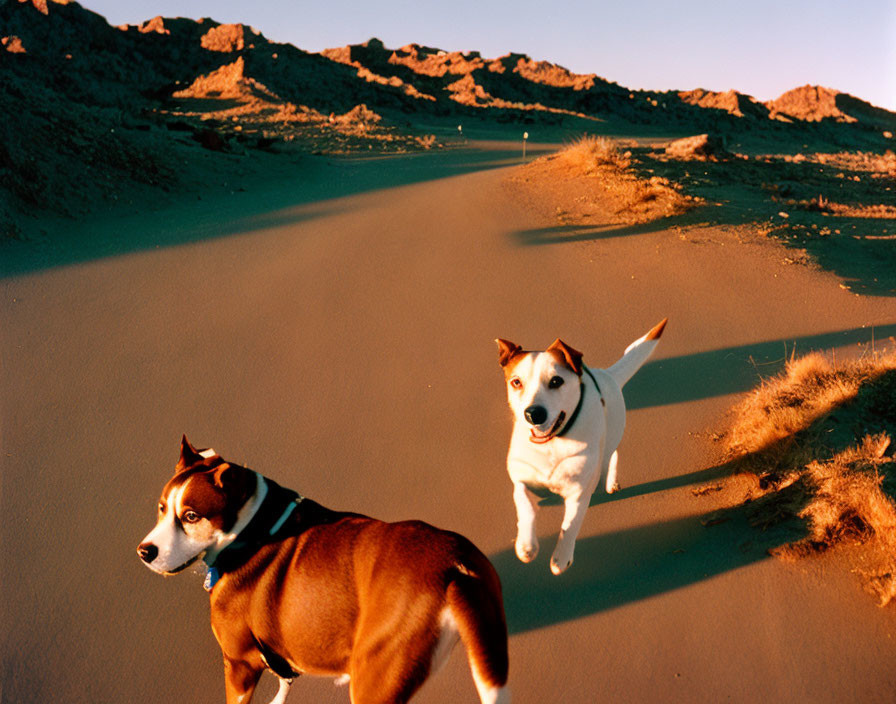 Two dogs on sandy road with rocky hills at golden hour
