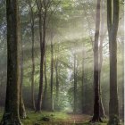 Dense Forest with Sunlight Filtering Through Tall Tree Trunks