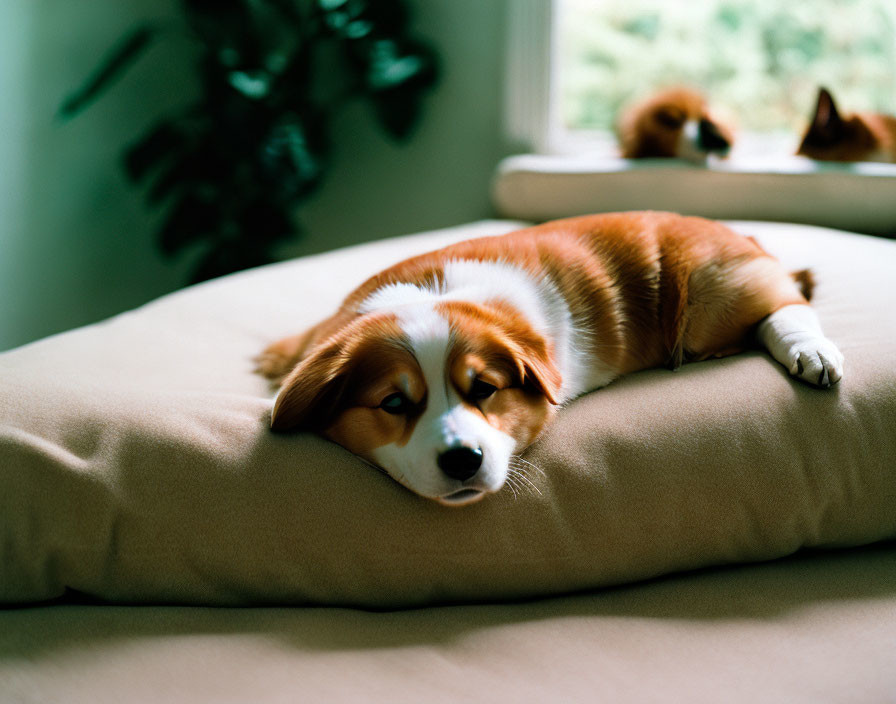 Brown and White Corgi Dog Relaxing on Beige Cushion with Two Dogs in Background