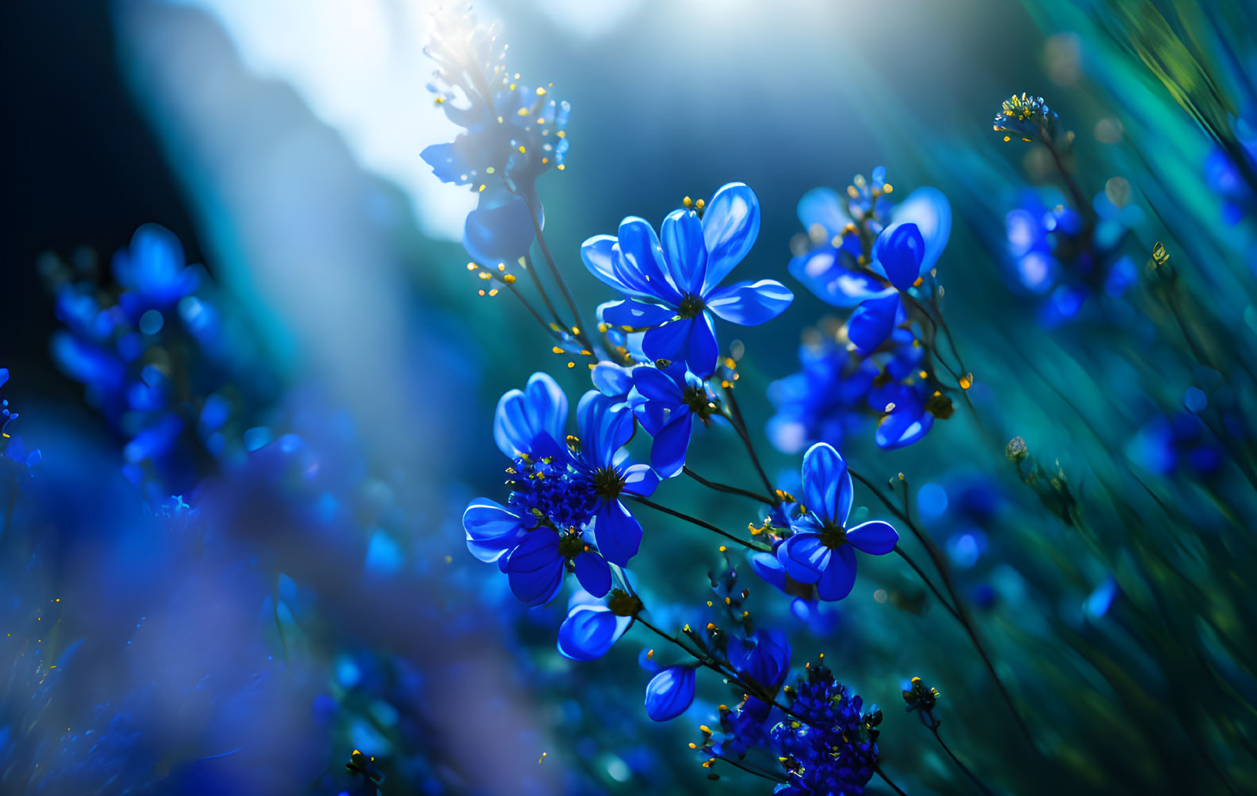 Blue Flowers in a field