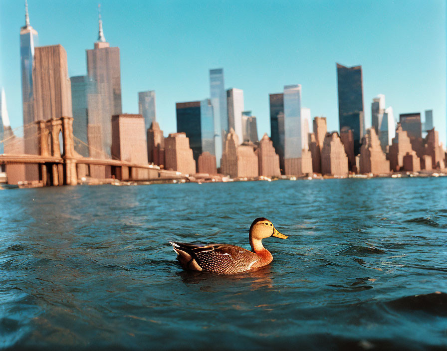 Toy Duck Floating on Water with City Skyline and Bridge