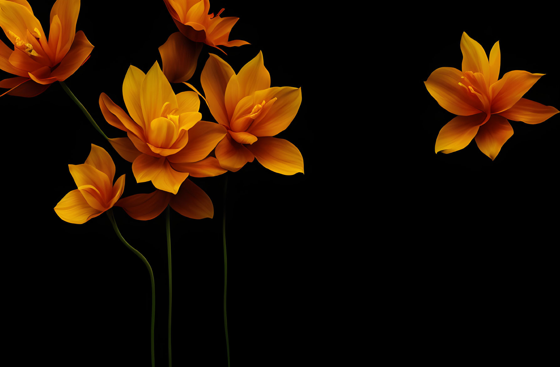 Bright Orange Flowers with Overlapping Petals on Long Stems Against Dark Background