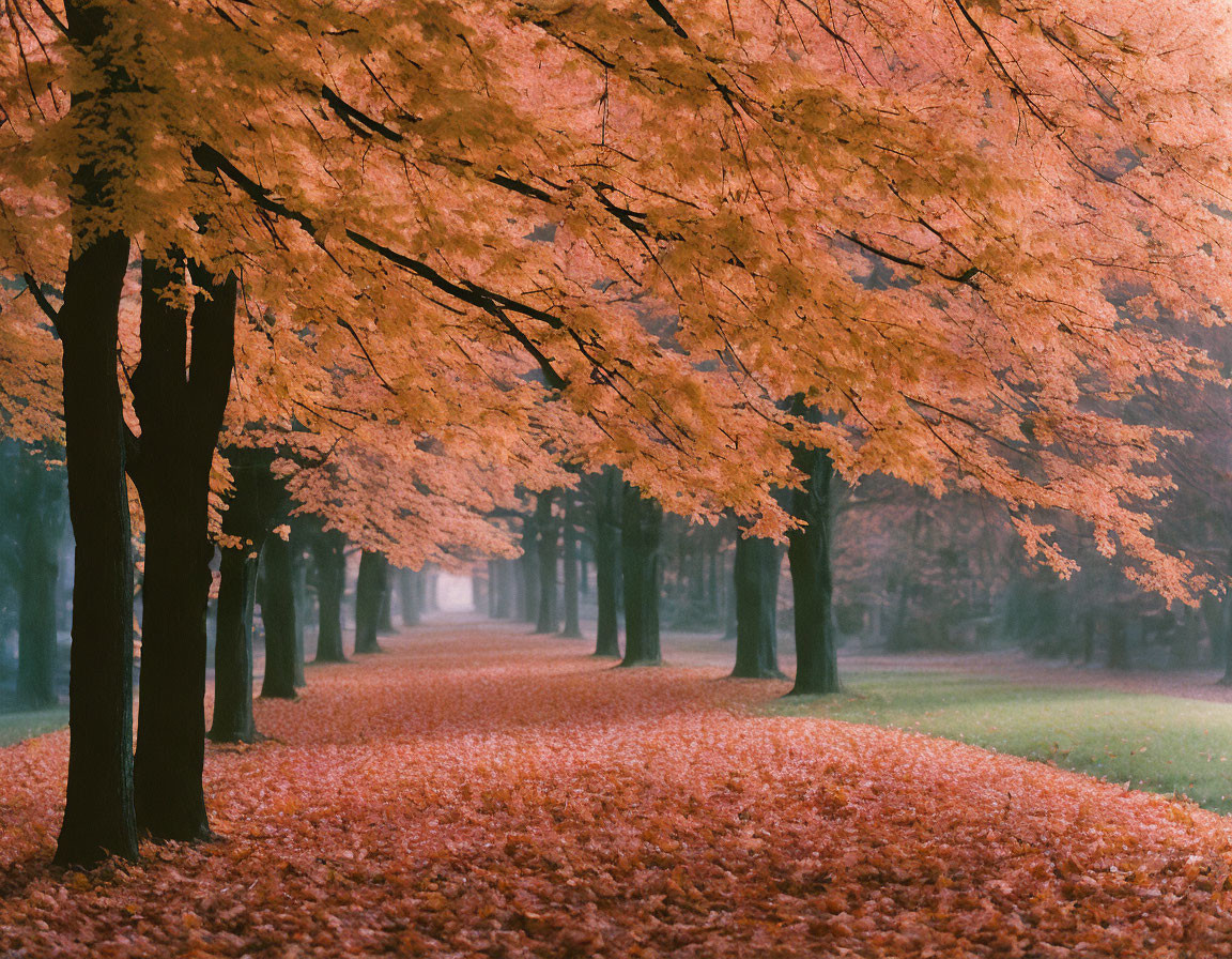 The Beauty of Autumn 