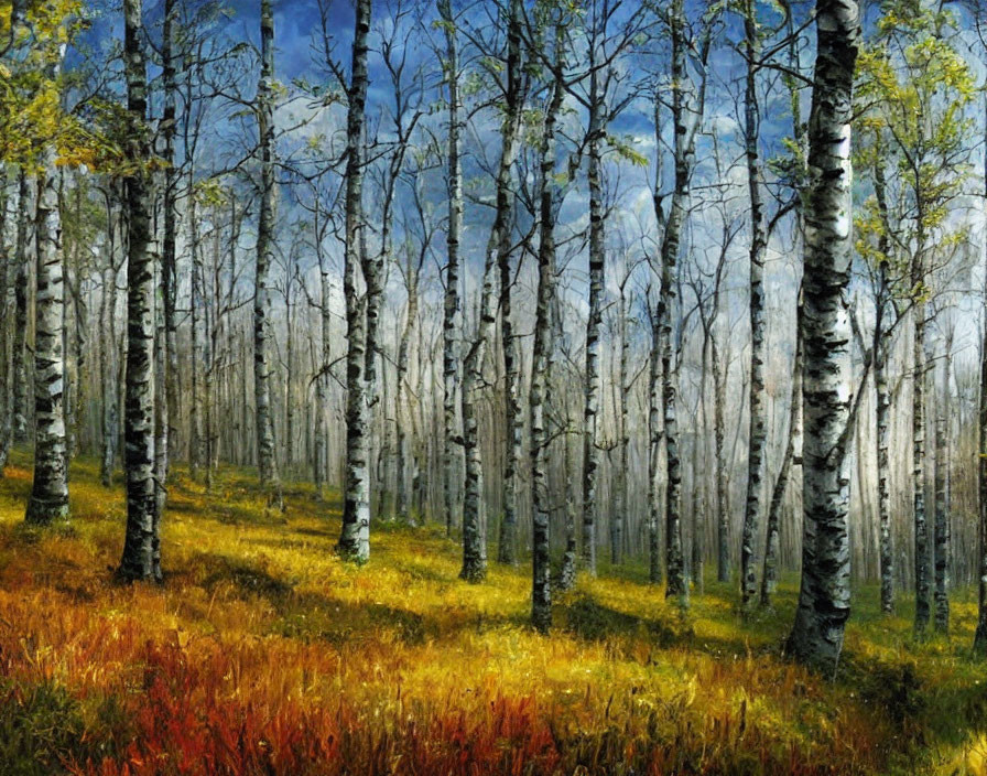 Russia. Birch forest