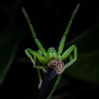 Skull-shaped insect on green plant stems against dark backdrop