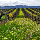 Vibrant wildflowers in bloom at scenic vineyard with green hills and hazy sky