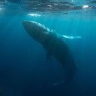 Blue whale swimming underwater in serene sunlight glow