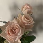 Pale Pink Roses in Full Bloom with Rosebuds and Green Leaves on Muted Background