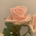 Delicate peach-colored rose in bloom with buds and green leaves on blurred beige background