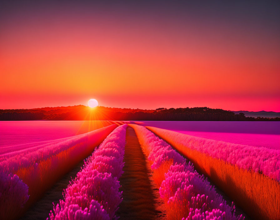 Scenic purple lavender field at sunrise with central pathway under colorful sky