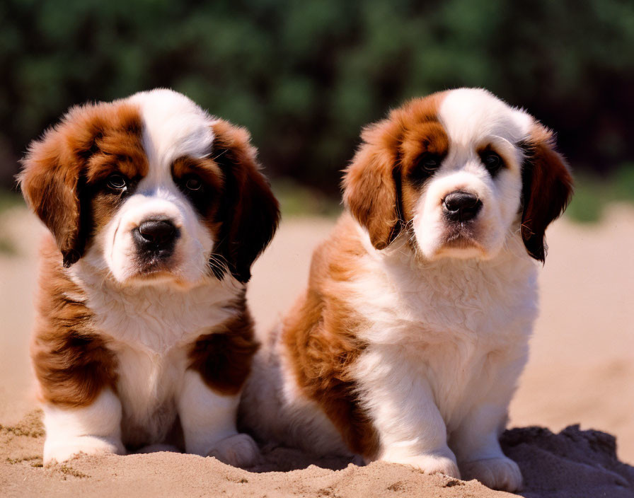 cute saint bernard puppies on the beach