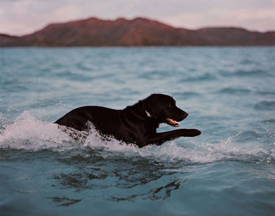 labrador swimming in ocean