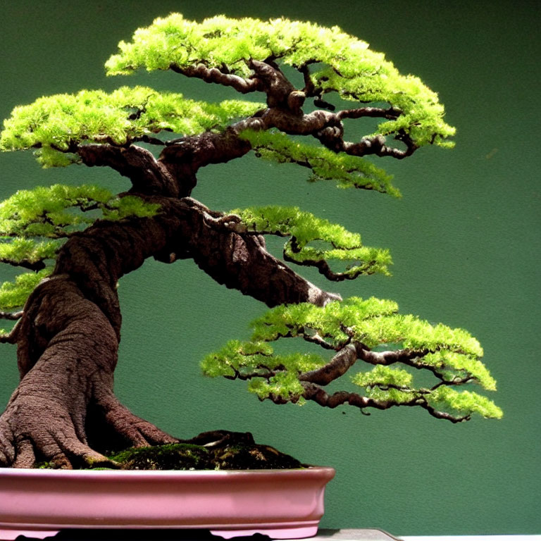 Mature Bonsai Tree with Thick Trunk and Green Canopy