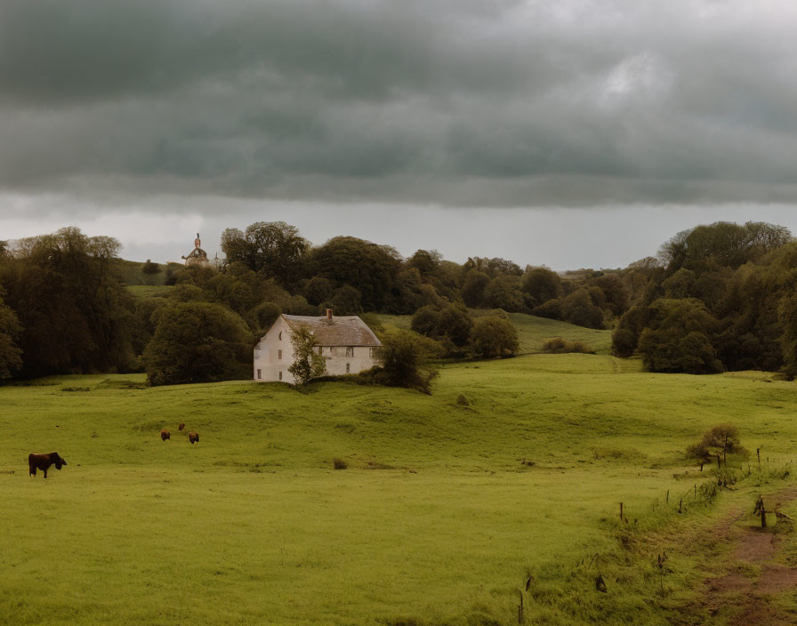 White house in green fields under stormy sky with grazing cattle & trees