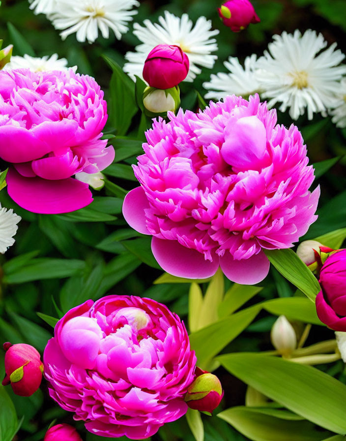 Colorful Peonies and Daisy-like Flowers with Green Leaves