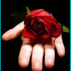 Vibrant red rose on open palm against dark background