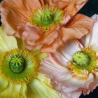 Detailed Painting of Three Vibrant Poppy Flowers