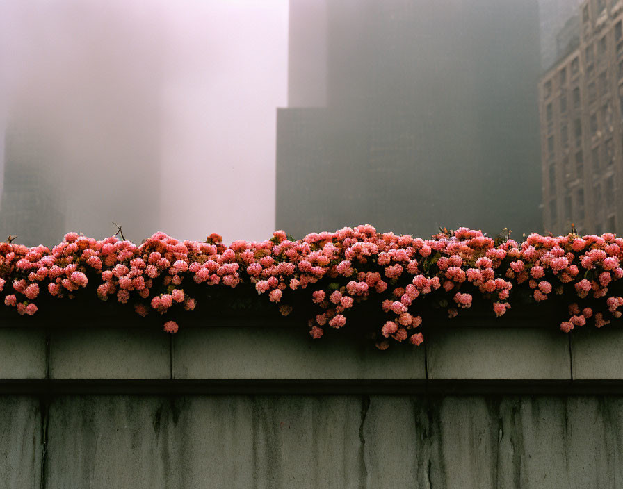 Pink Flowers on Urban Ledge with Foggy Skyscrapers