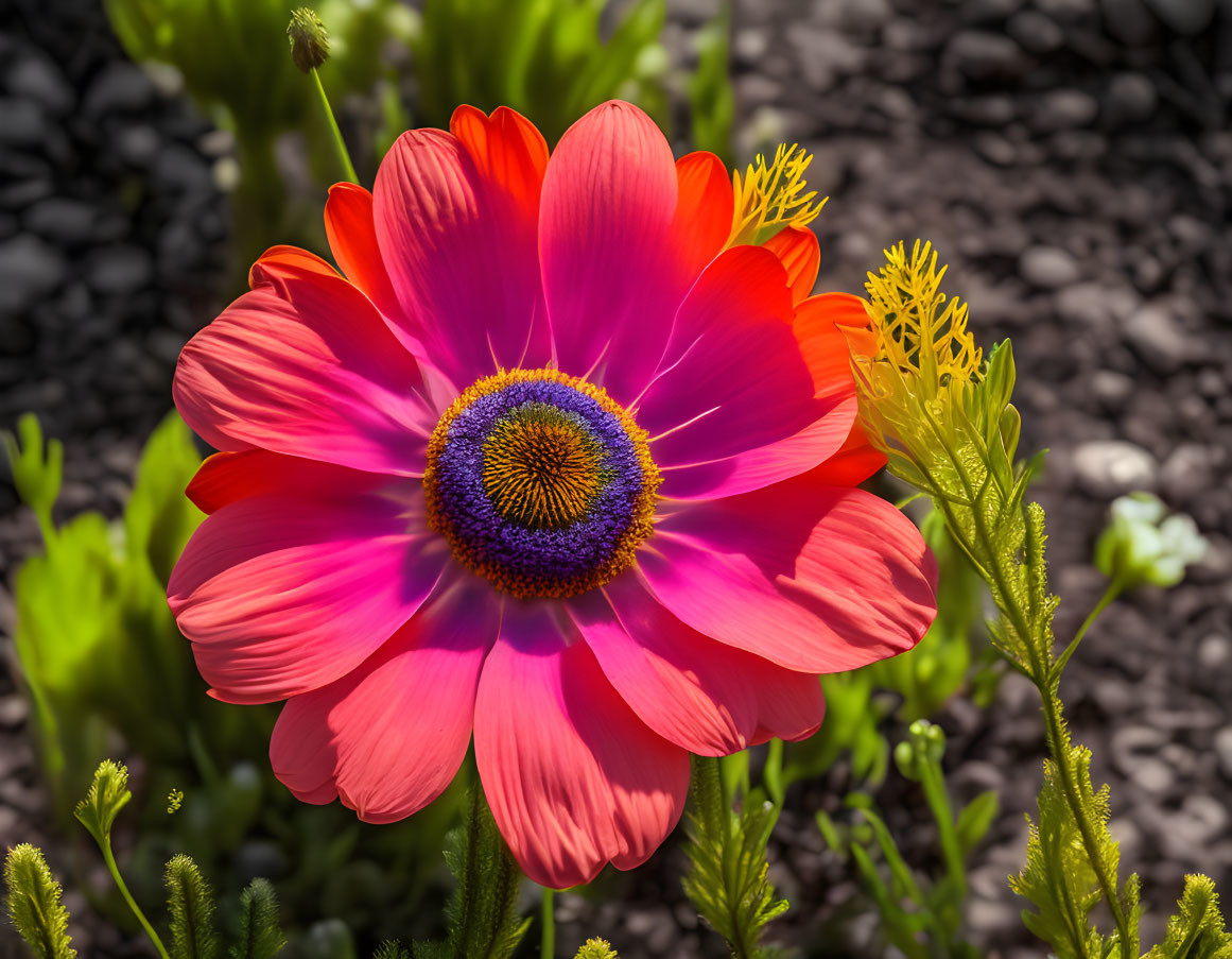 Colorful Pink and Orange Gerbera Flower on Blurred Green Foliage Background