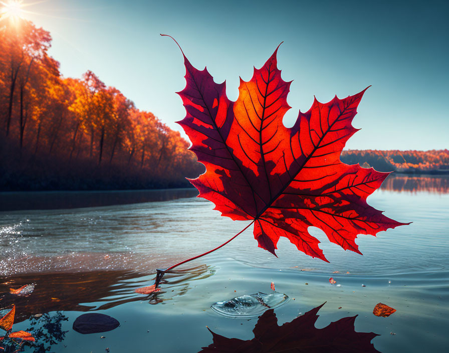 Red maple leaf with water droplets against lake and forest backdrop