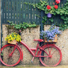 Vibrant pink bicycle with flower-filled baskets under blooming rose trellis