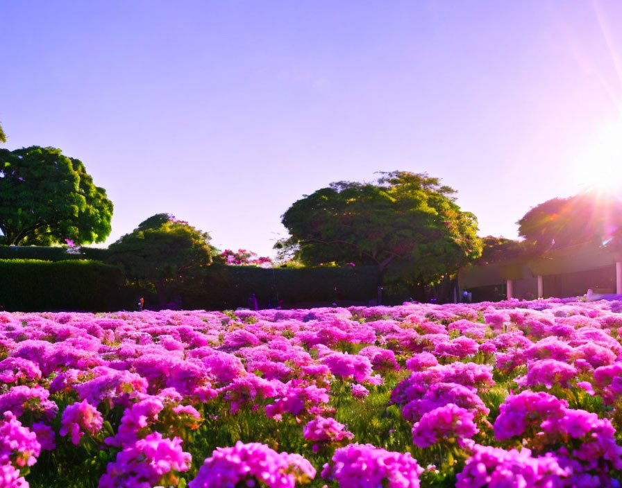 Lush Pink Flowers in Golden Sunlight and Green Trees