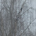 Three magpie-jays on branch under cloudy sky